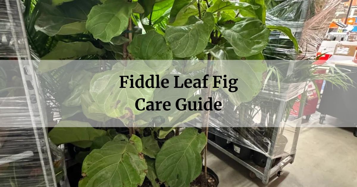 Fiddle Leaf Fig