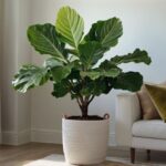 Houseplant of the week: Fiddle Leaf Fig