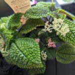 Houseplant of the week: Friendship Plant