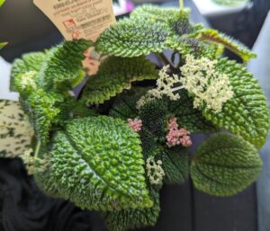 Friendship Plant Blooms