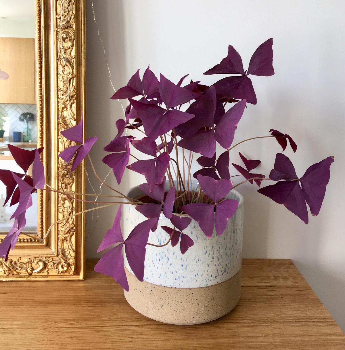 Purple Oxalis