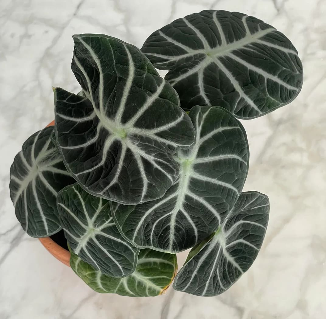 Black Velvet Alocasia