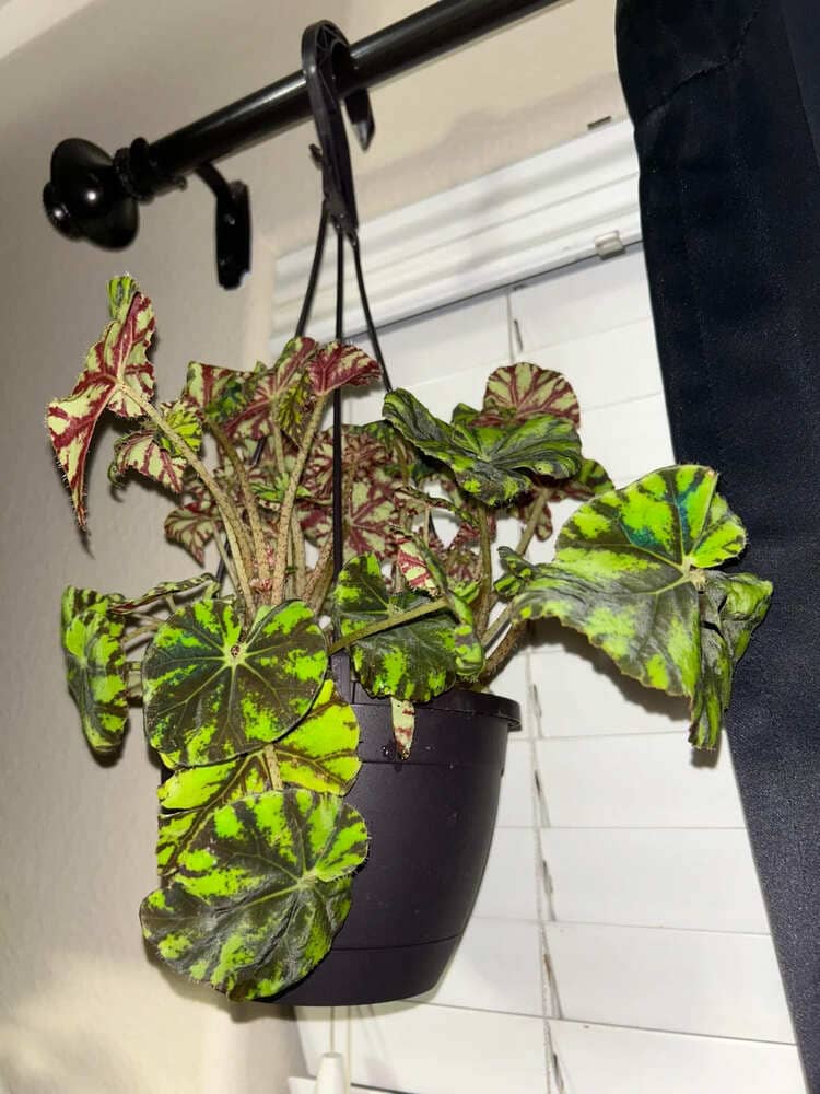 a wilting begonia