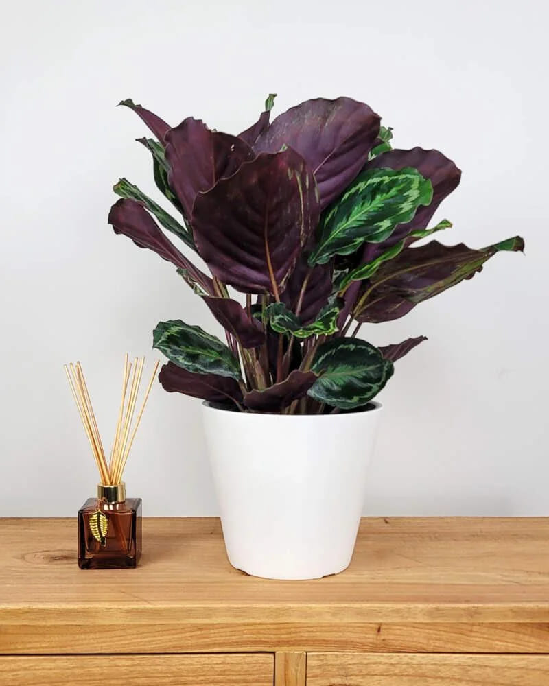 calathea on shelf