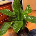 Houseplant of the week: Elephant Ear