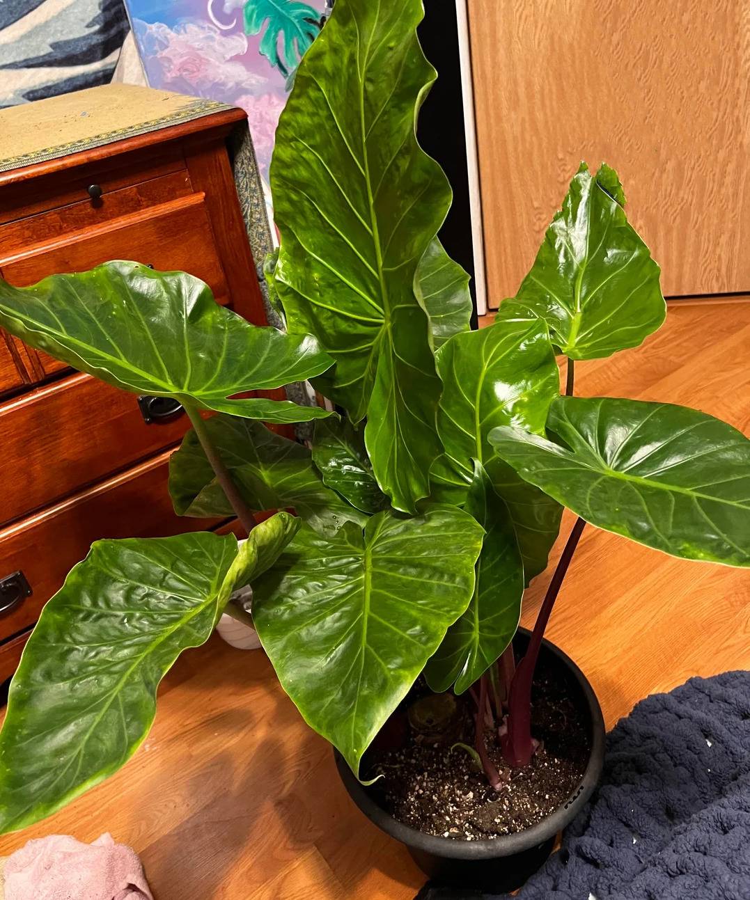 elephant ear