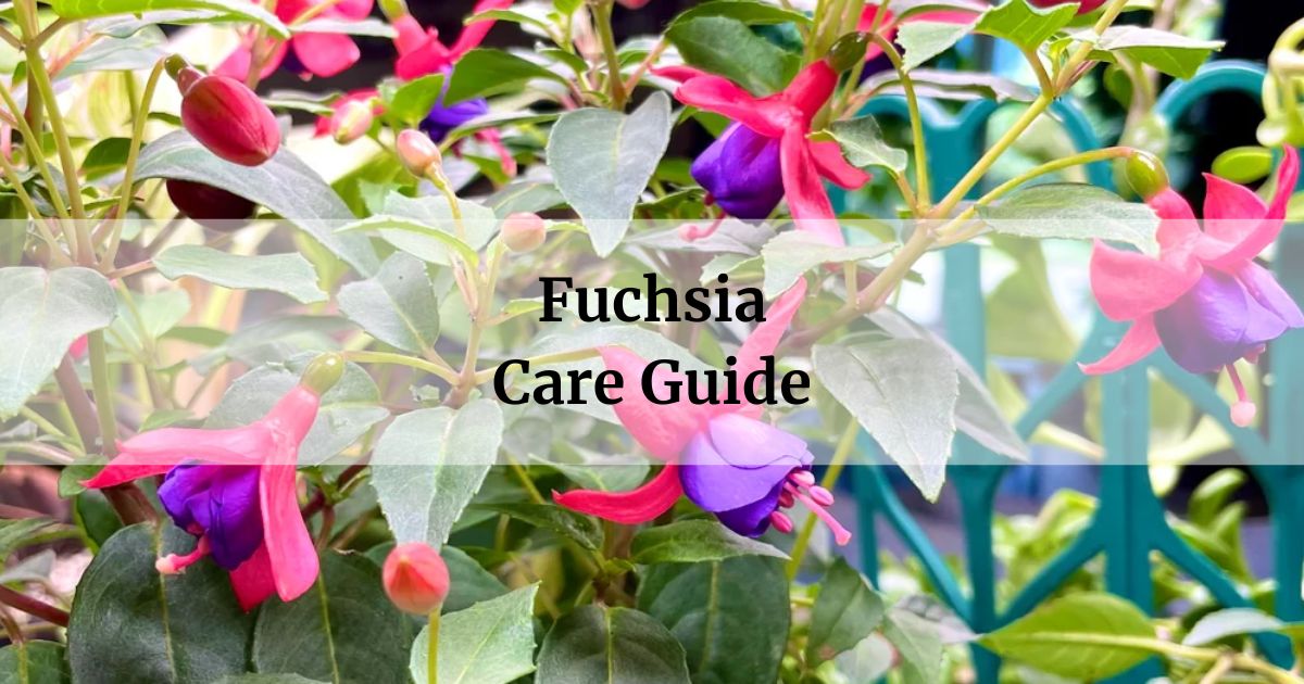 fuschia care guide