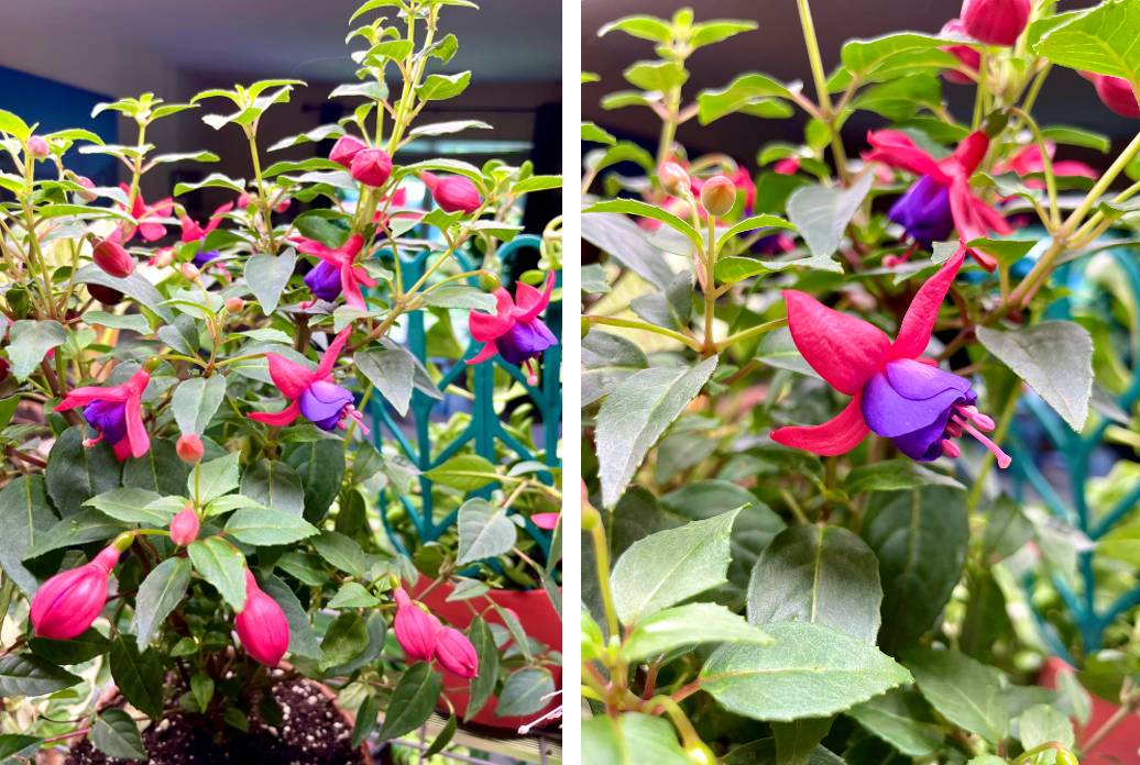 fuschia flowers