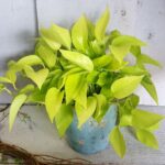 Houseplant of the week: Neon Pothos