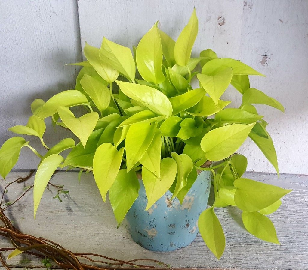 Neon Pothos