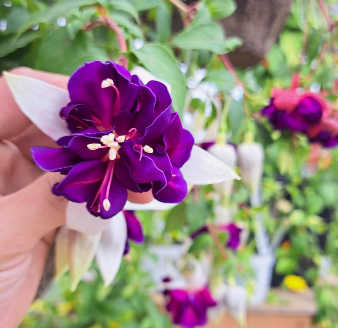 purple fuschia flower