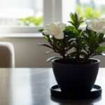 Houseplant of the week: Dwarf Gardenia