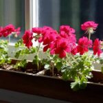 Houseplant of the week: Scented Geraniums