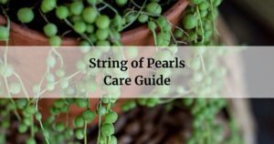 String of Peals Care Guide