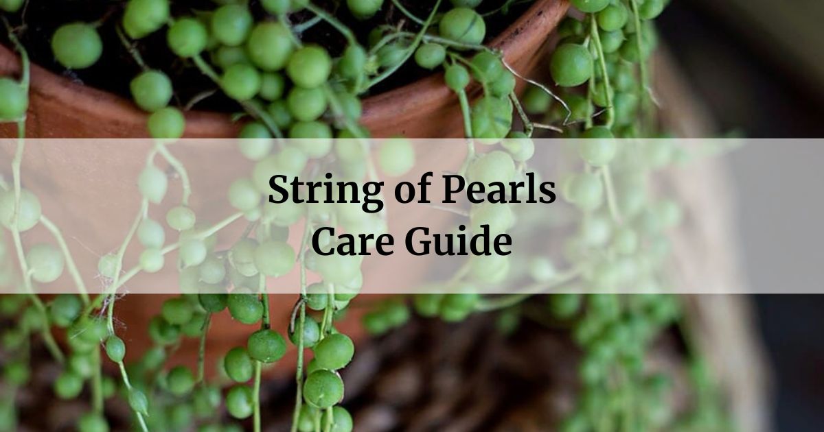 String of Peals Care Guide