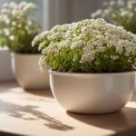 Houseplant of the week: Sweet Alyssum