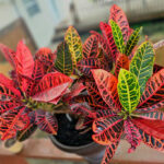 Houseplant of the week: Croton