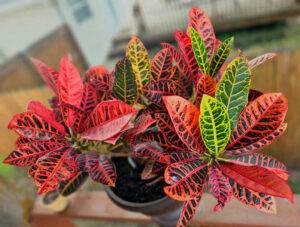 Croton