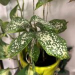 Houseplant of the week: Gold Dust Dracaena