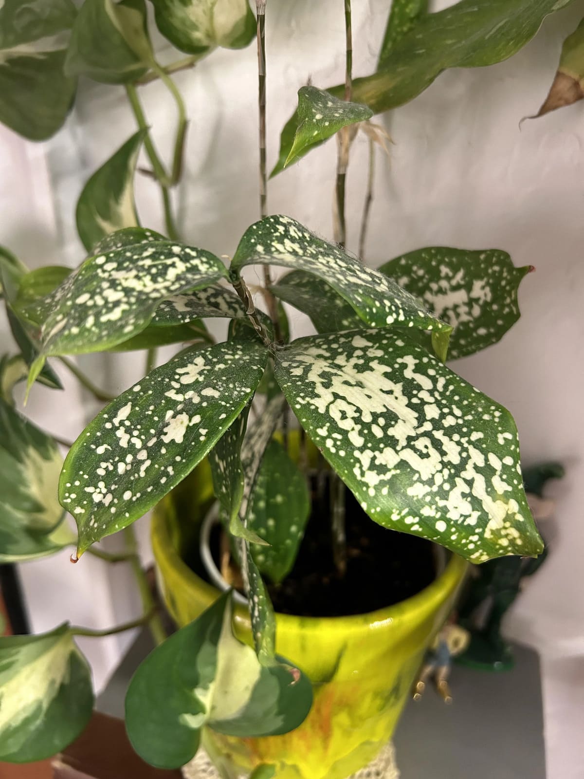 gold dust dracaena