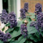 Houseplant of the week: Heliotrope