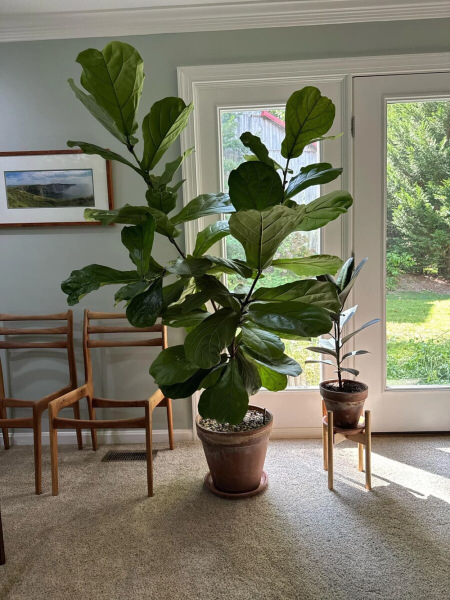 huge fiddle leaf fig indoors