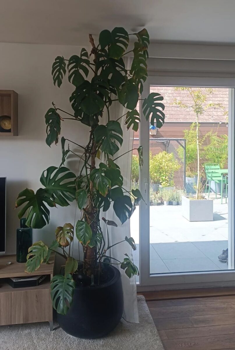 huge monstera at home