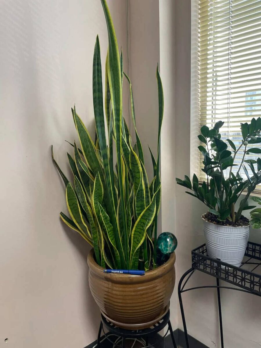 snake plant in office web