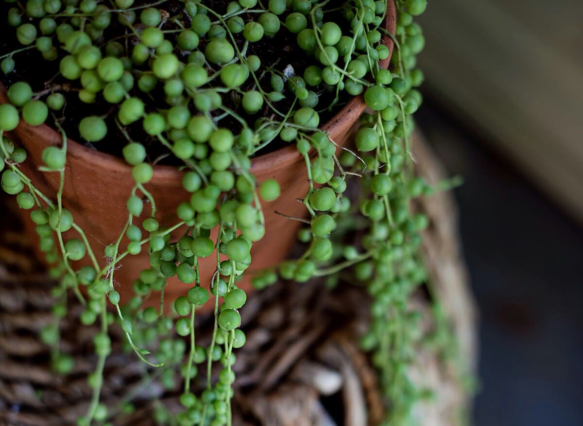 String of Pearls closeup