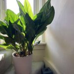 Houseplant of the week: Aglaonema