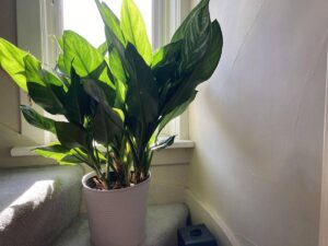 Aglaonema