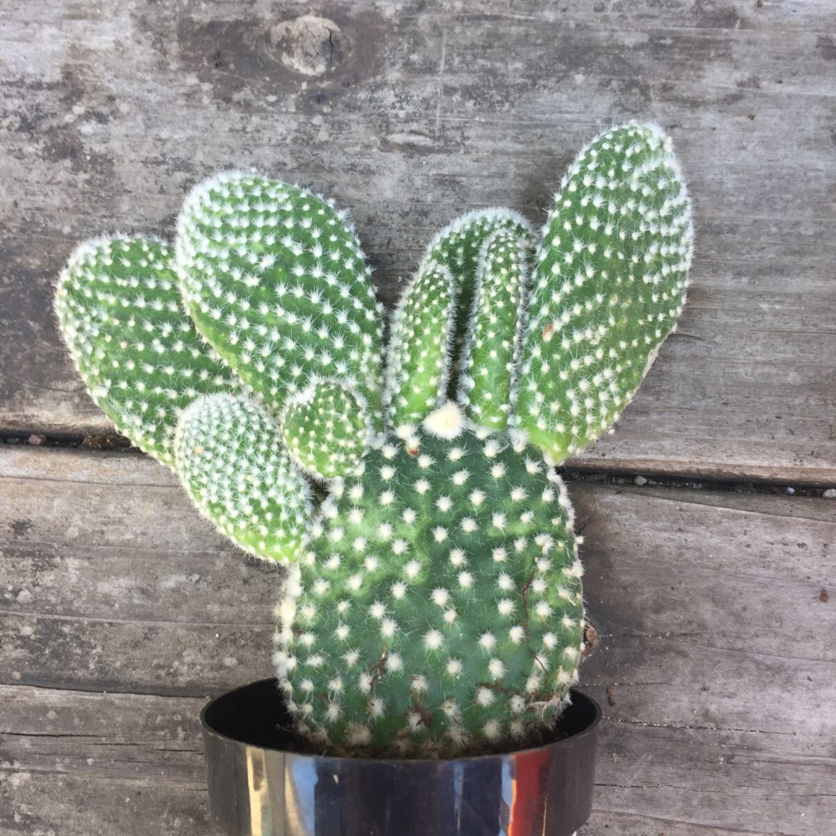 Angel Wings Cactus