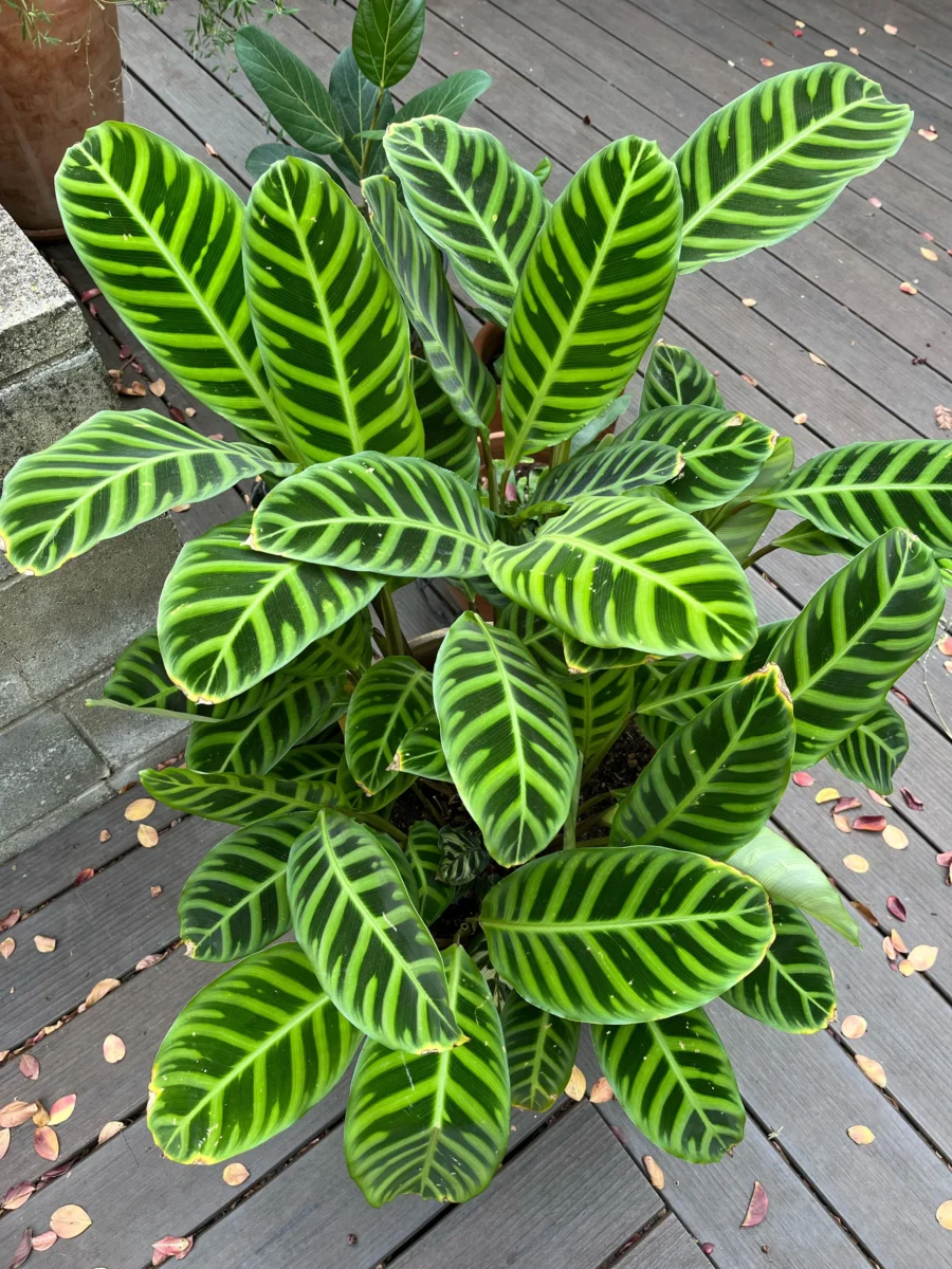 Calatheas and Marantas