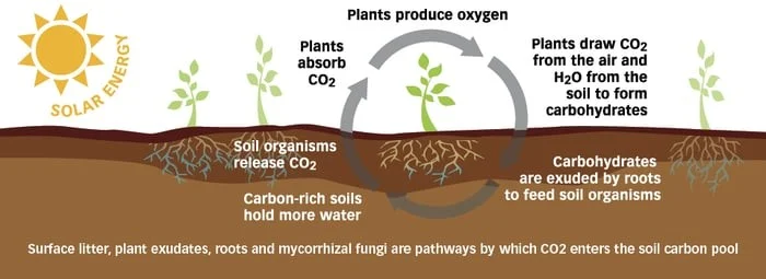 Carbon Sequestration in Plants