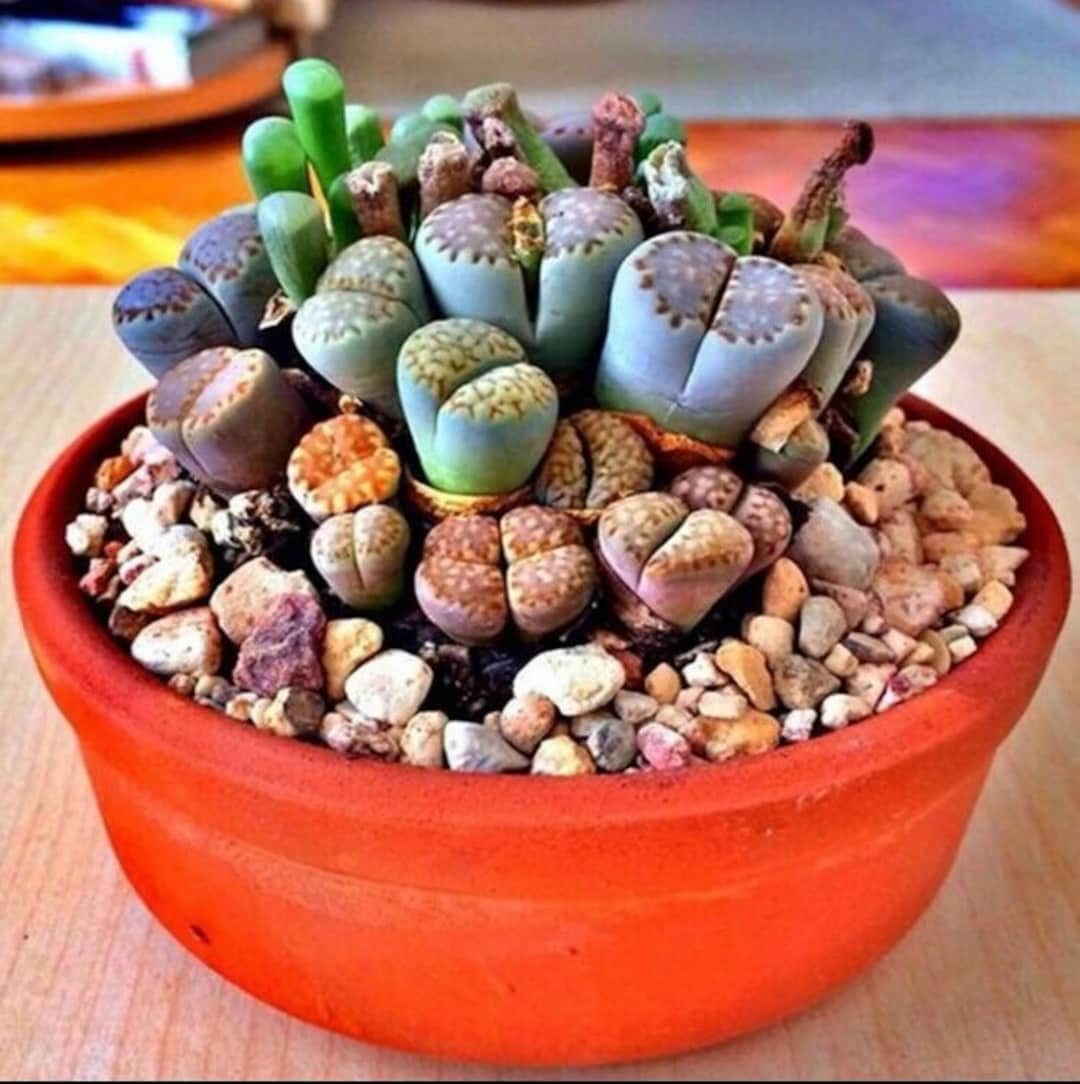 Lithops living stone plants