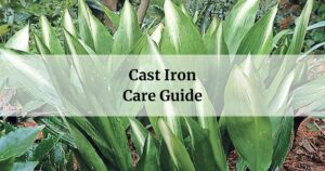 cast iron plant care guide