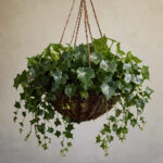 Houseplant of the week: English Ivy (Hedera helix)