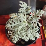 Houseplant of the week: Dusty Miller