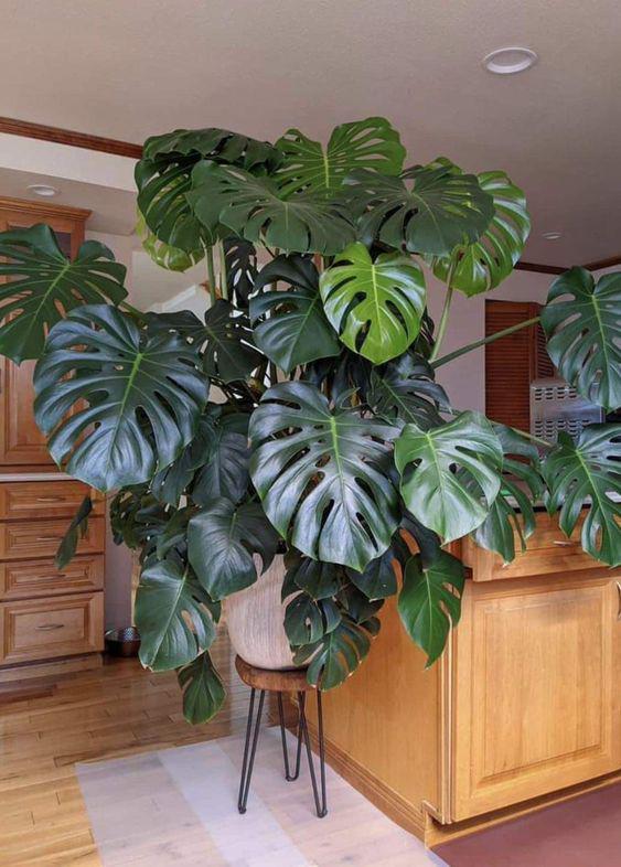 leafy monstera