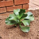 Houseplant of the week: Paddle Plant