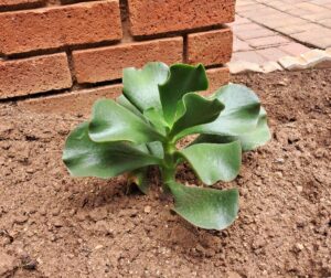 paddle plant