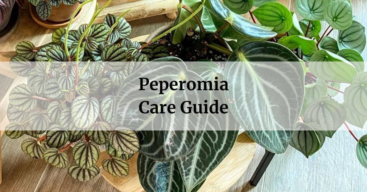 peperomia care guide