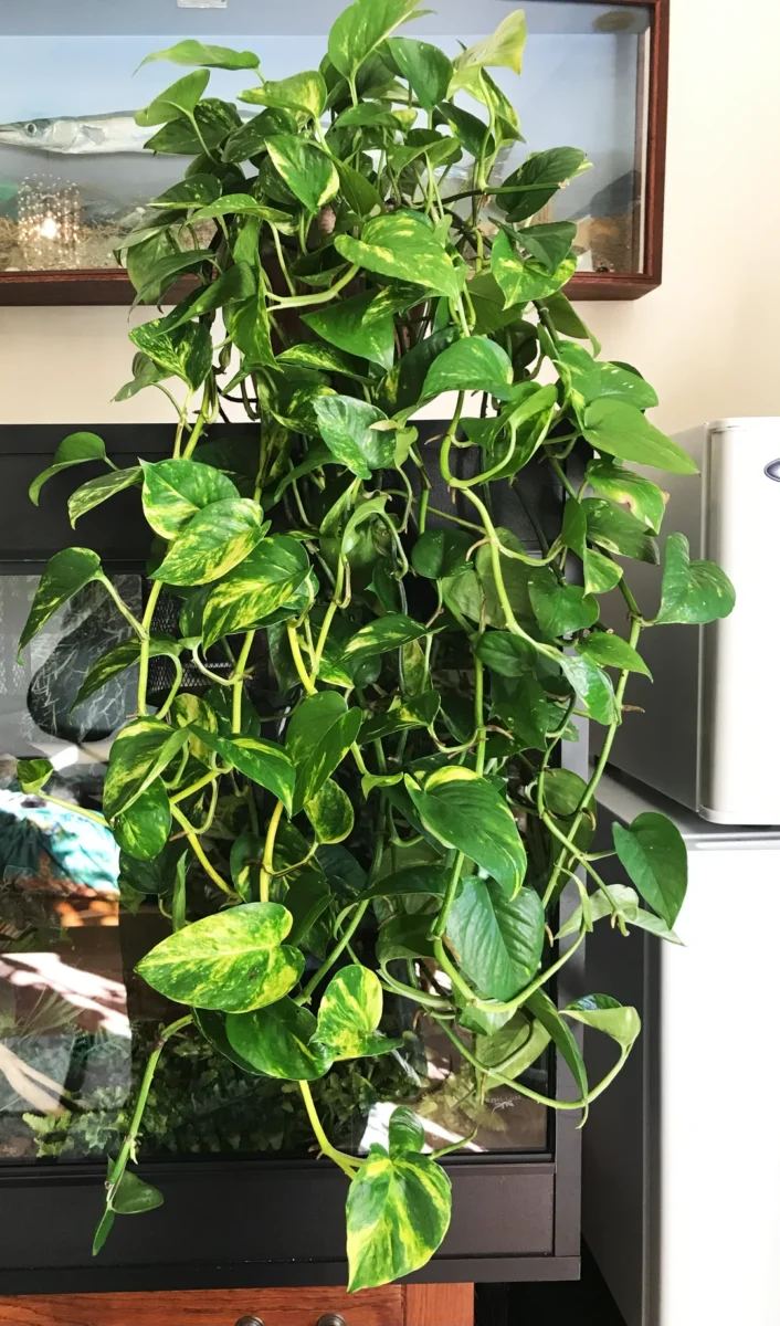 the 4 5 month progress of my pothos v0 8942fmof4zqd1