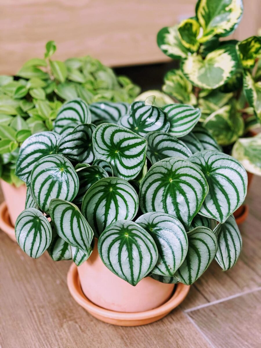 watermelon peperomia