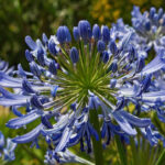 Houseplant of the week: Agapanthus