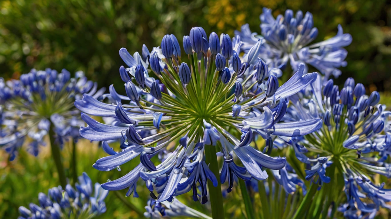 Agapanthus, also known as the African Lily