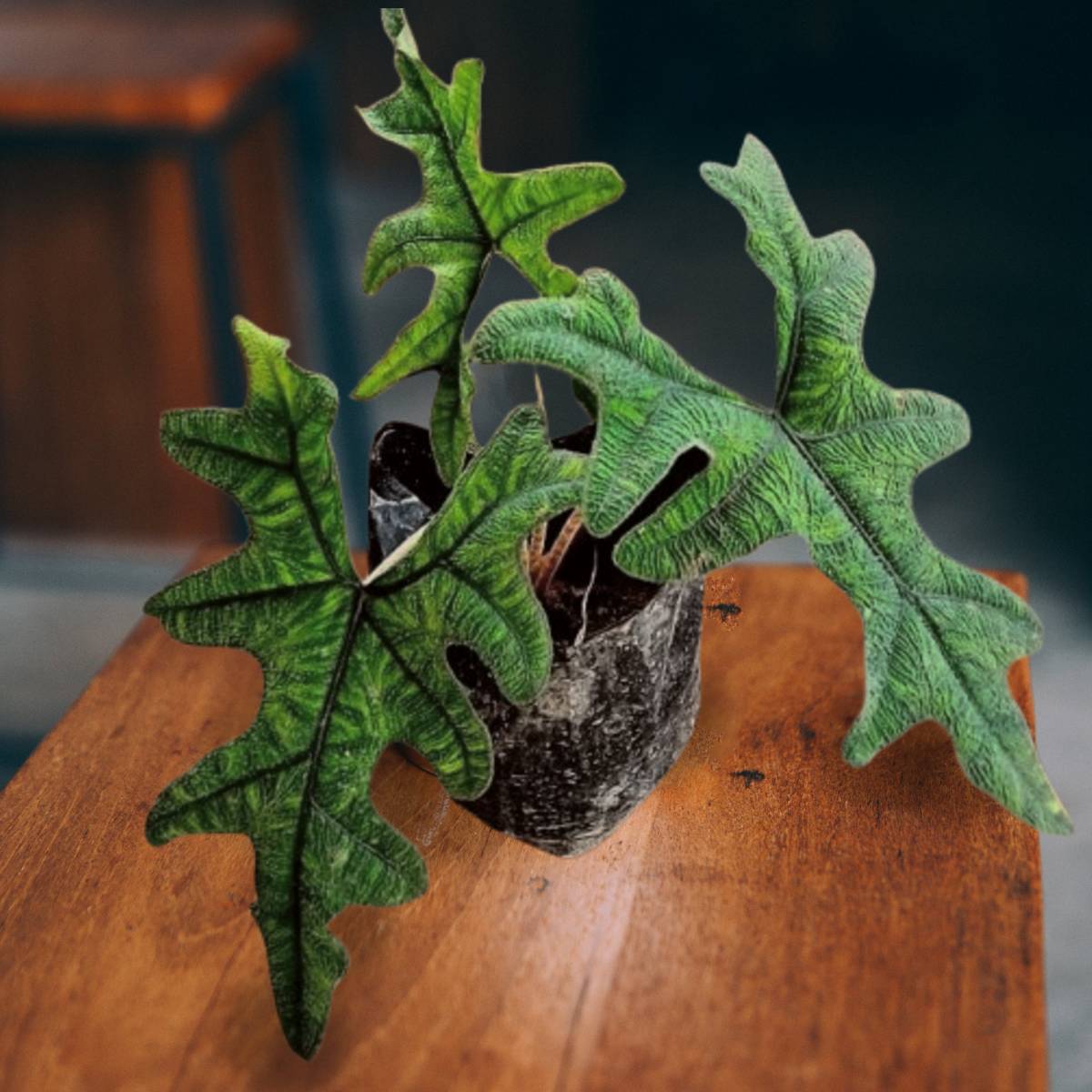 Alocasia Jacklyn wooden table