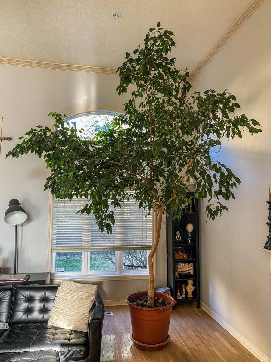 19ft weeping fig