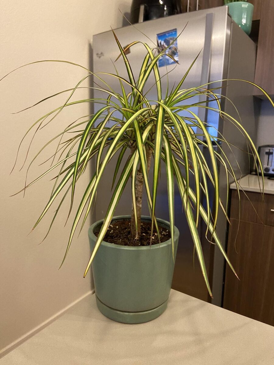 Dracaena Marginata 4 years old