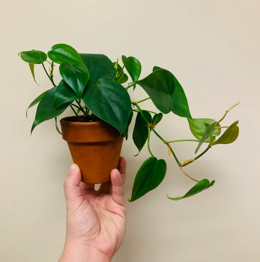 Philodendron Heartleaf in hand